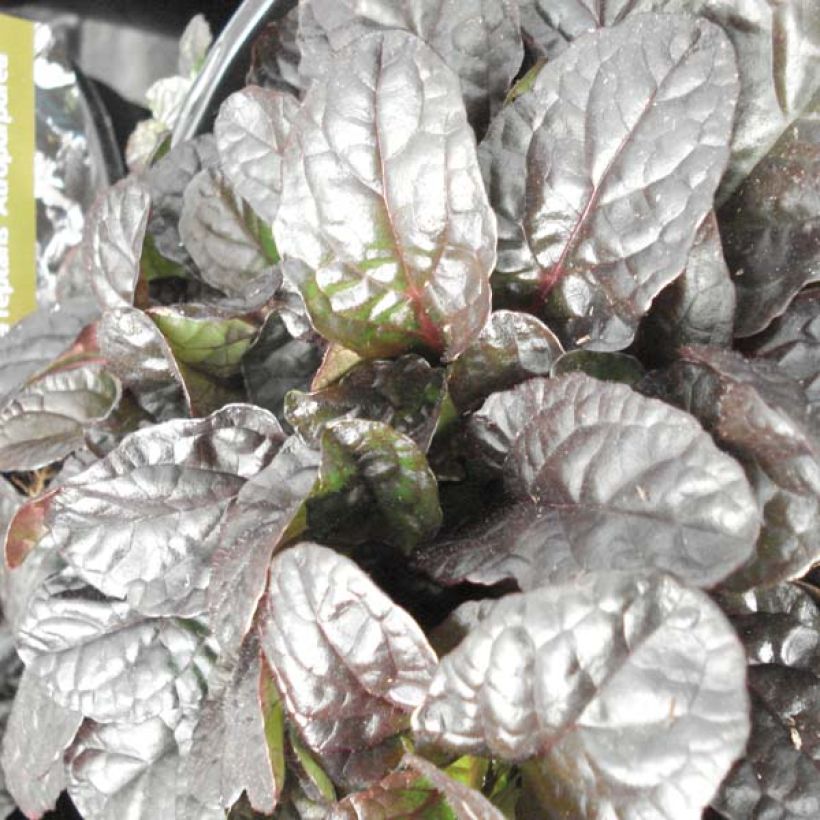 Ajuga reptans Atropurpurea (Foliage)