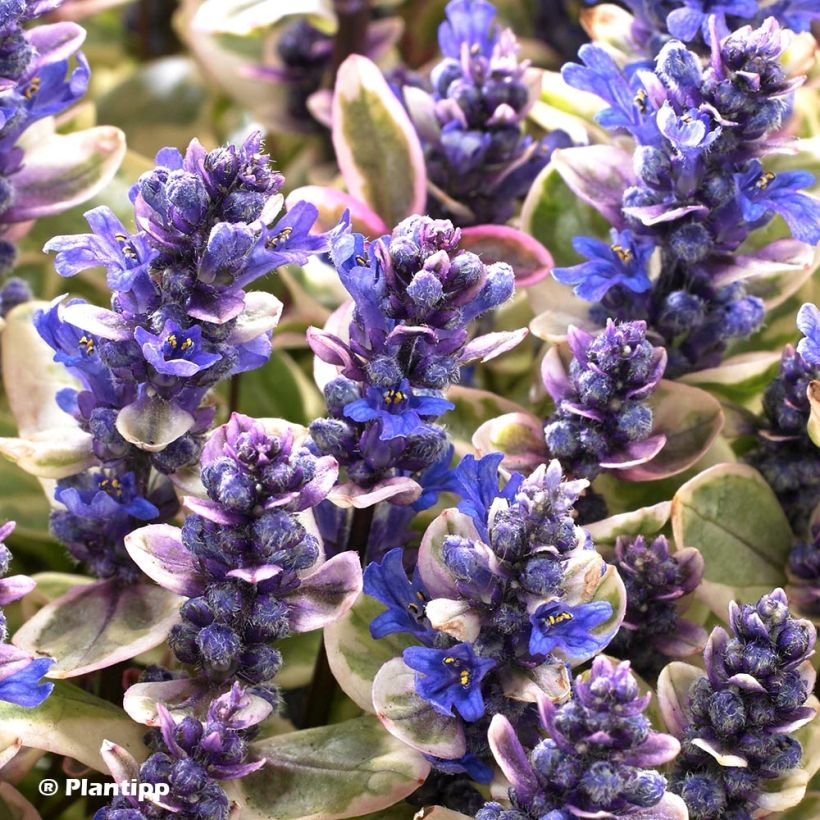 Ajuga x tenorii Princess Nadia (Flowering)