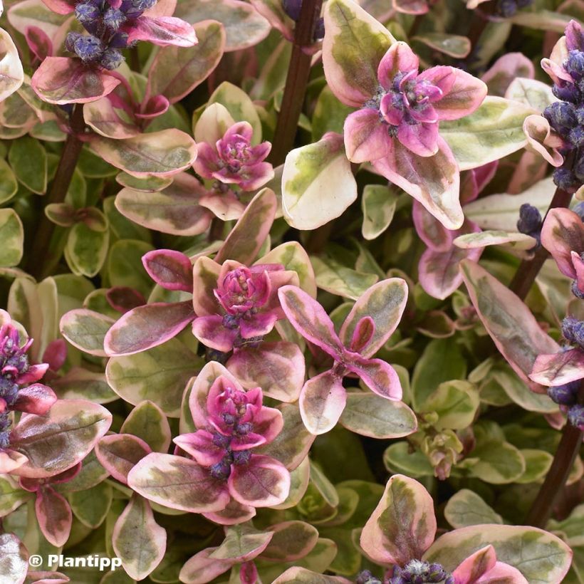 Ajuga x tenorii Princess Nadia (Foliage)