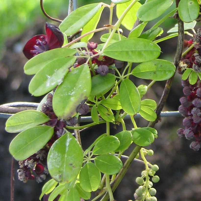 Akebia longeracemosa  (Foliage)