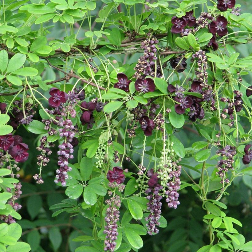 Akebia longeracemosa  (Plant habit)