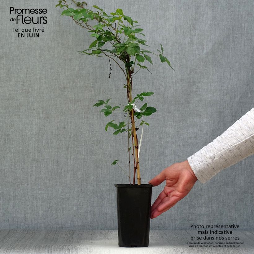 Akebia x pentaphylla  1.5L/2L pot sample as delivered in summer