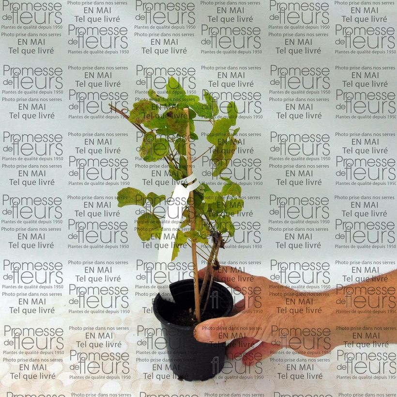 Example of Akebia quinata - Chocolate Vine 8/9 cm pot specimen as delivered