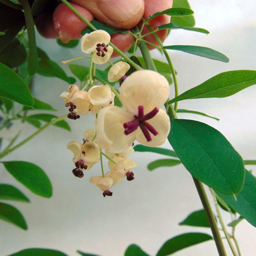 Akebia quinata Akebia Cream Form (Flowering)