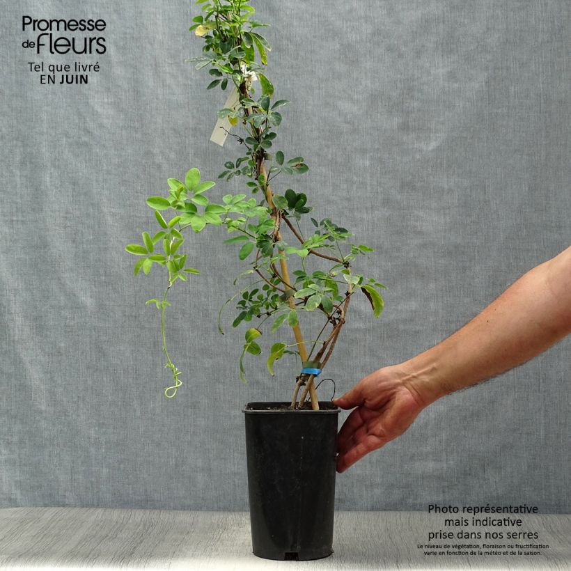 Akebia quinata Akebia Cream Form 2L/3L pot sample as delivered in summer