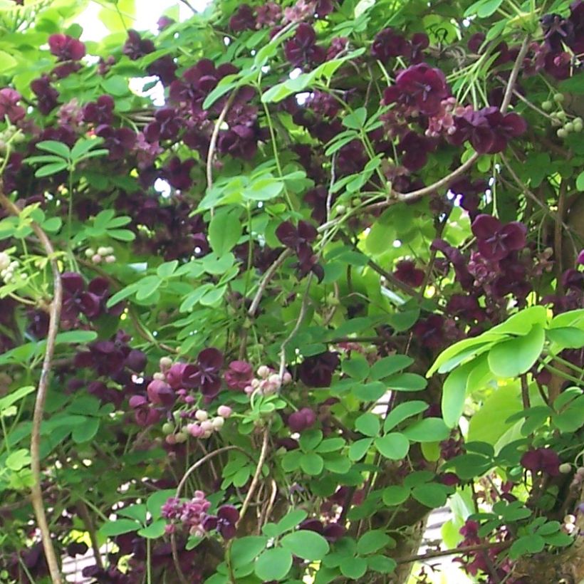 Akebia quinata var. Rosea (Flowering)