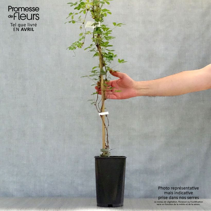 Akebia quinata Silver Bells 2L/3L pot sample as delivered in spring