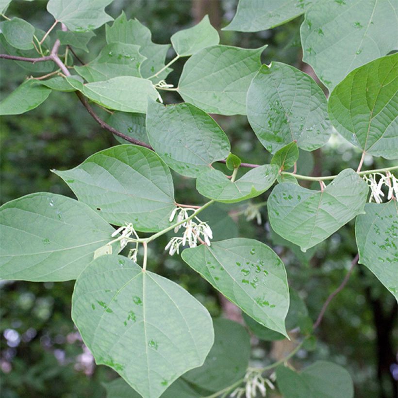 Alangium chinense (Foliage)