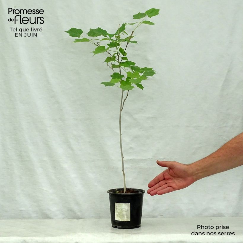 Alangium chinense 7.5L/10L pot sample as delivered in summer