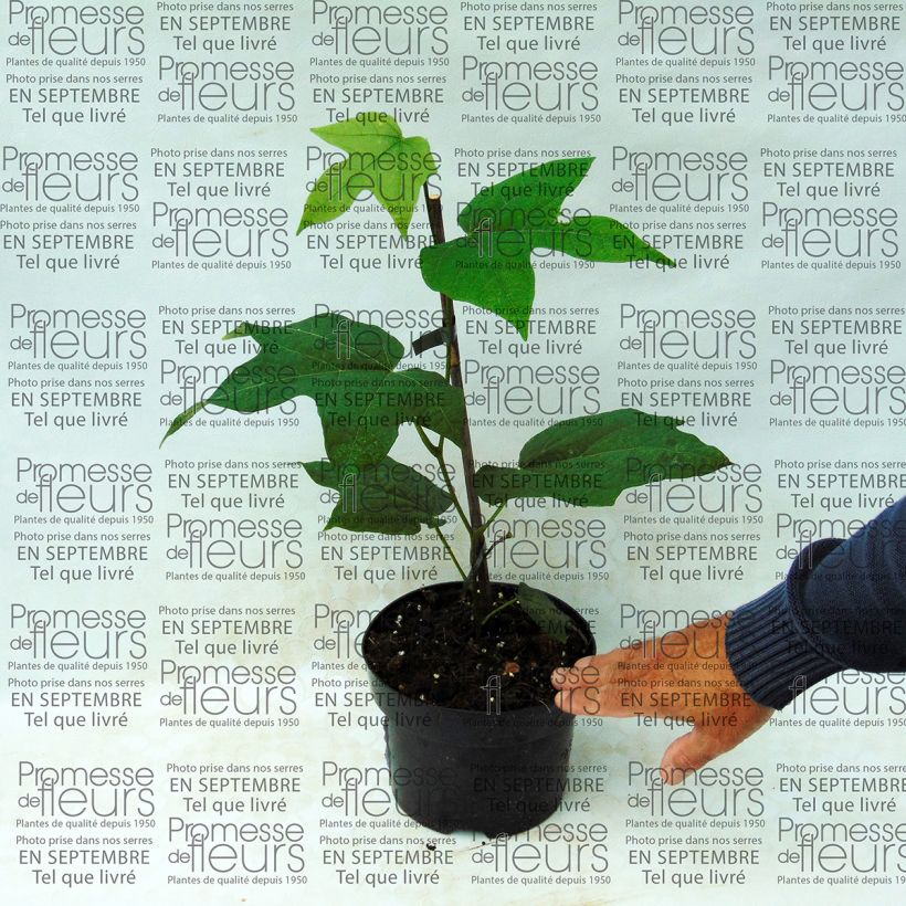 Example of Alangium platanifolium 2L/3L pot specimen as delivered
