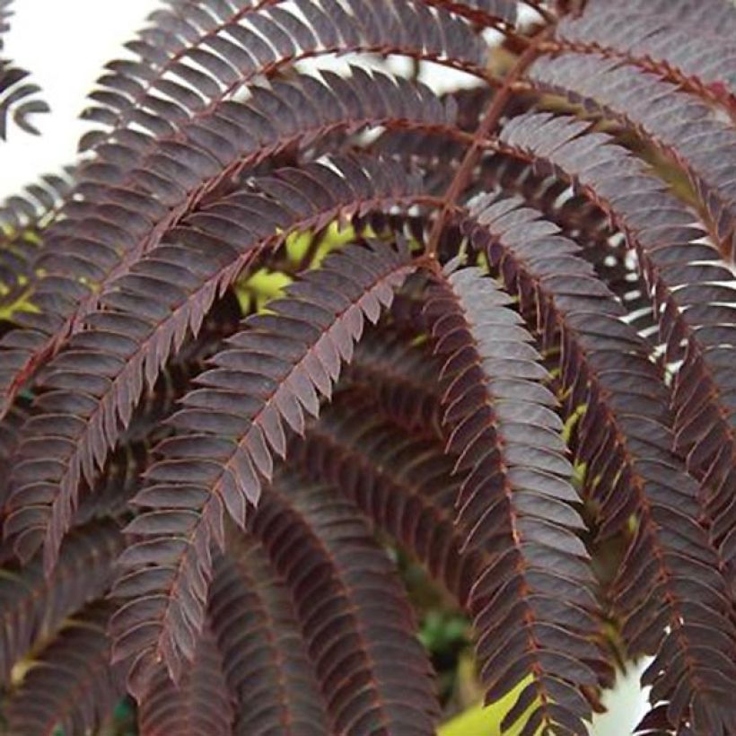 Albizia julibrissin Chocolate Fountain (Foliage)