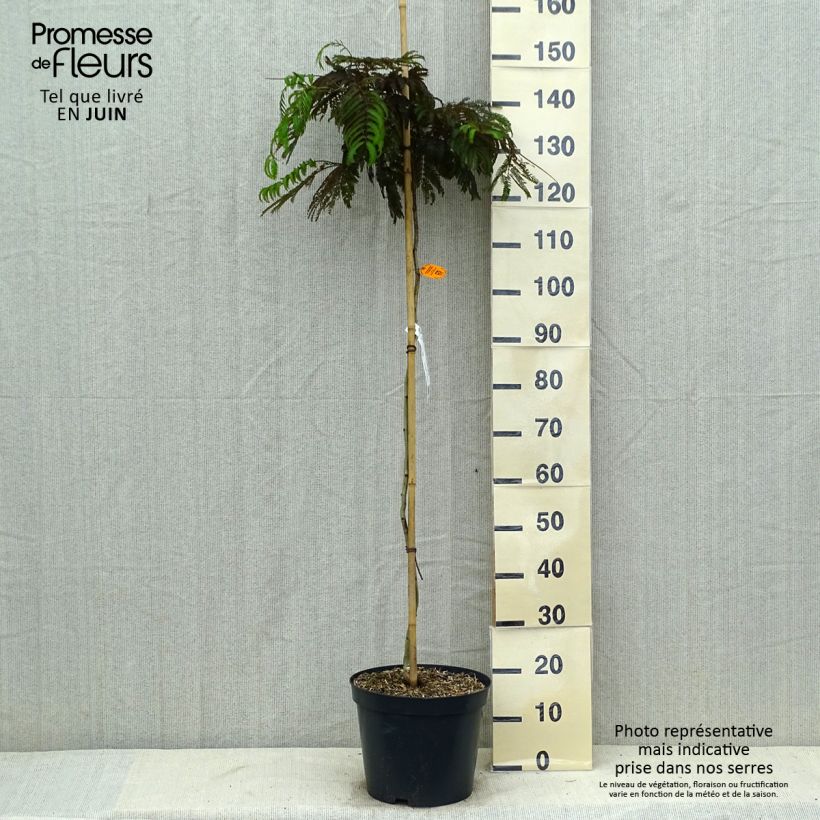 Albizia julibrissin Chocolate Fountain 7.5L/10L pot sample as delivered in summer
