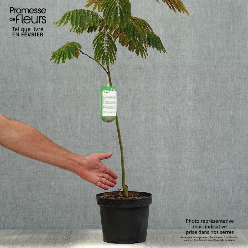 Albizia julibrissin Eveys Pride 4L/5L pot sample as delivered in autumn