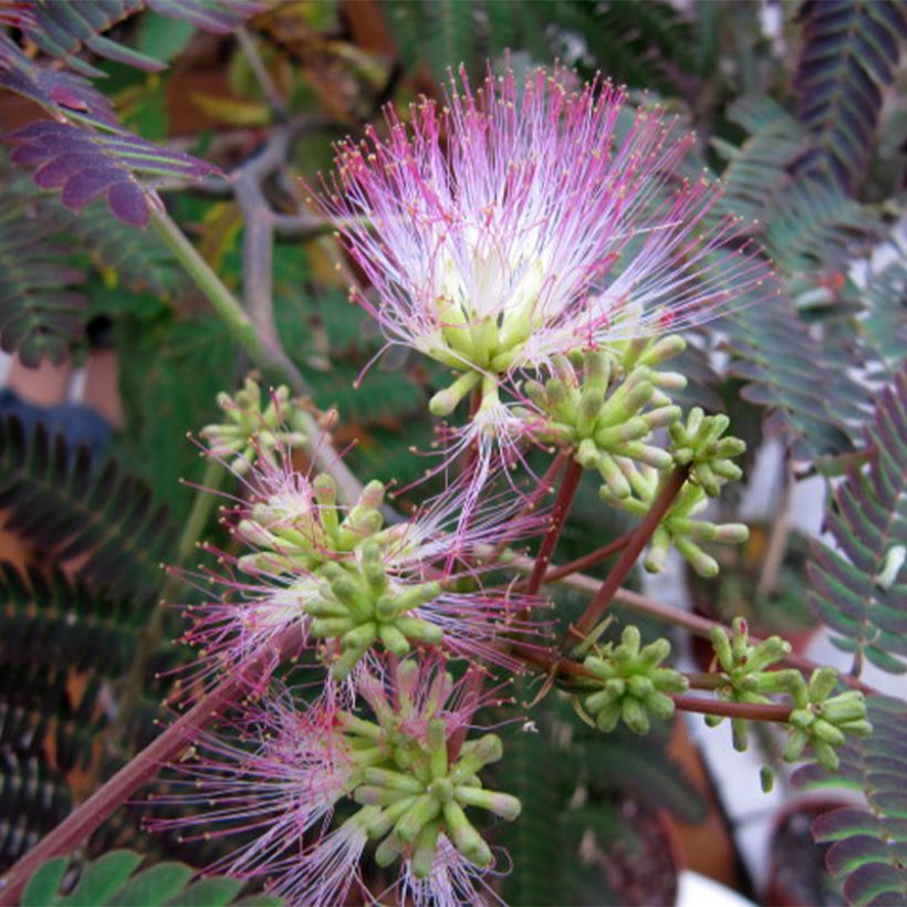 Albizia julibrissin Eveys Pride (Flowering)