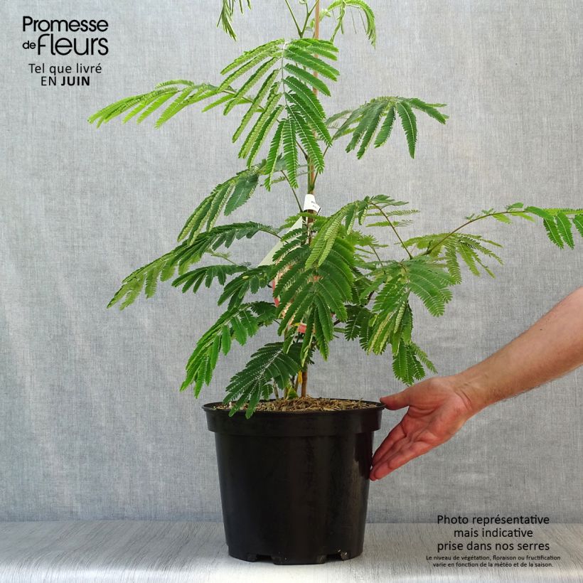 Albizia julibrissin Ombrella 6L/7L pot sample as delivered in summer