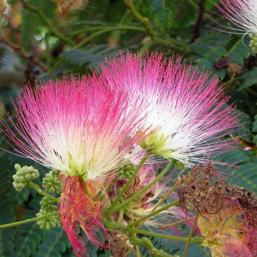 Albizia julibrissin Rouge Selection (Flowering)