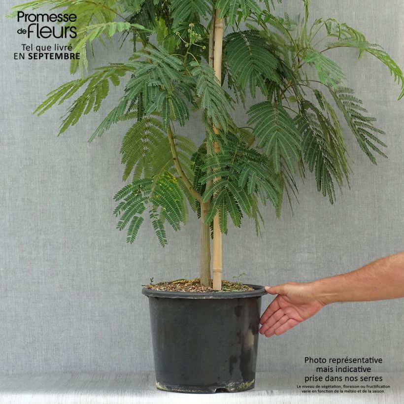 Albizia julibrissin Rouge Selection 7.5L/10L pot sample as delivered in autumn