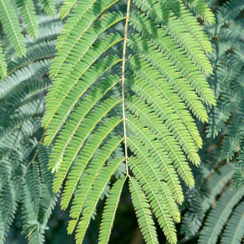 Albizia julibrissin Shidare (Foliage)