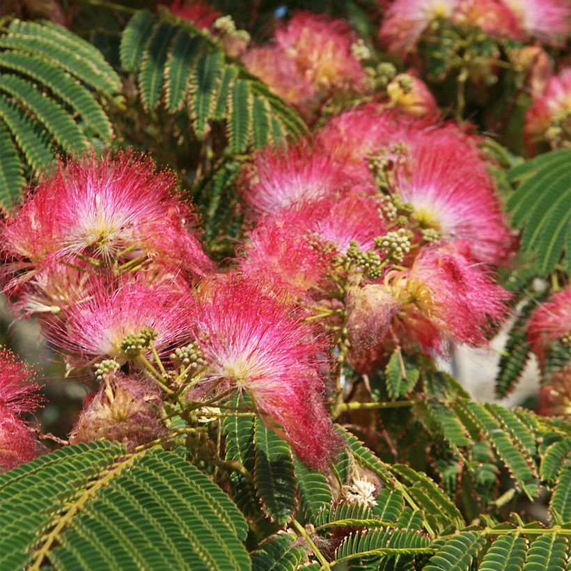 Albizia julibrissin Shidare (Flowering)