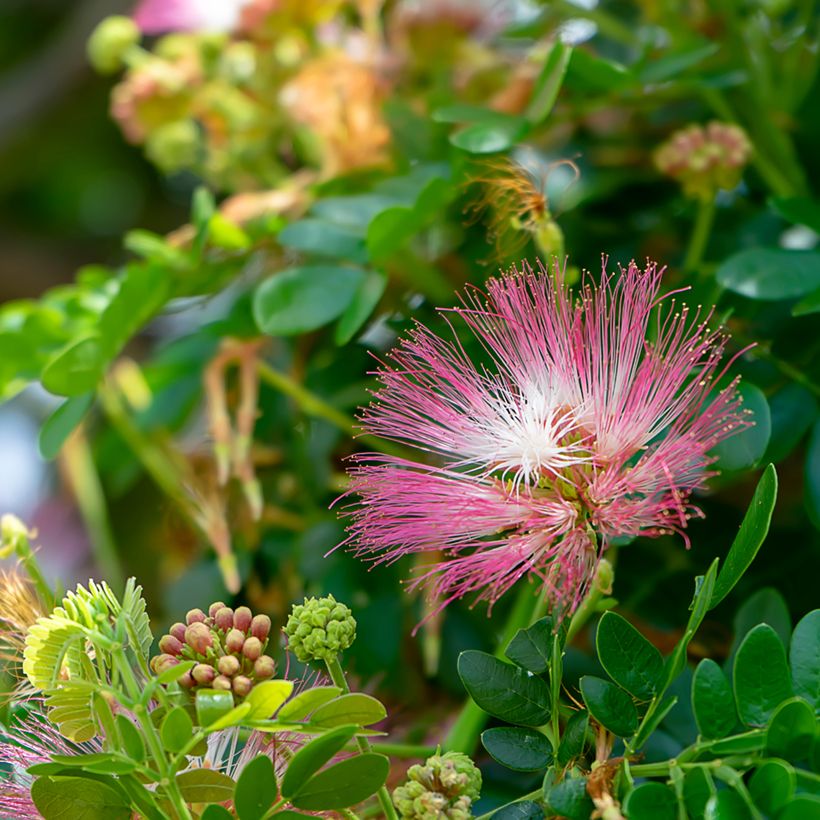 Albizia saman - Rain tree, black wood of Haiti, genisara tree (Flowering)