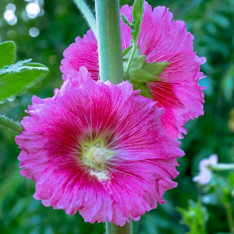 Alcea ficifolia  (Flowering)