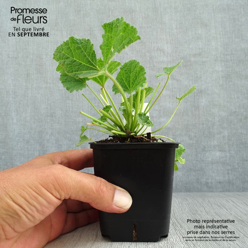 Alcea ficifolia Las Vegas 8/9 cm pot sample as delivered in autumn