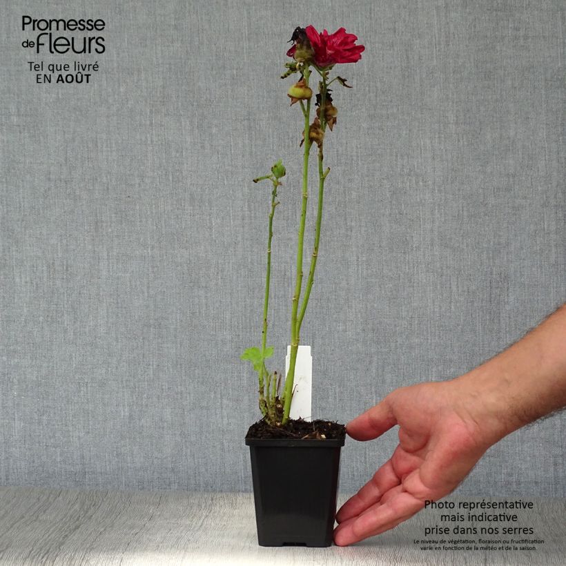 Alcea ficifolia  8/9 cm pot sample as delivered in summer