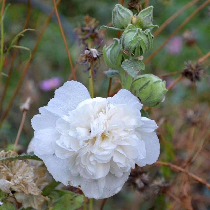 Alcea rosea Chater’s Double Icicle - Hollyhock (Flowering)