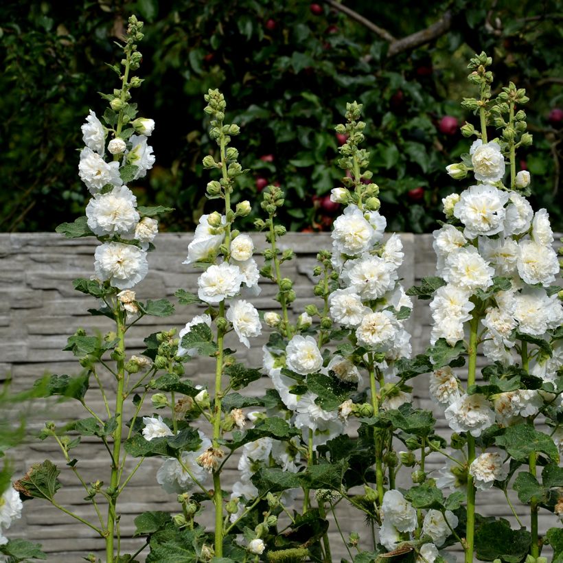 Alcea rosea Chater’s Double Icicle - Hollyhock (Plant habit)