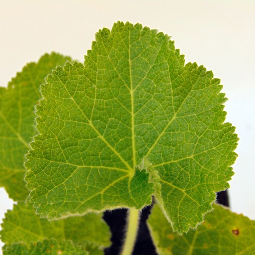 Alcea rosea Chaters Double Violet - Hollyhock (Foliage)