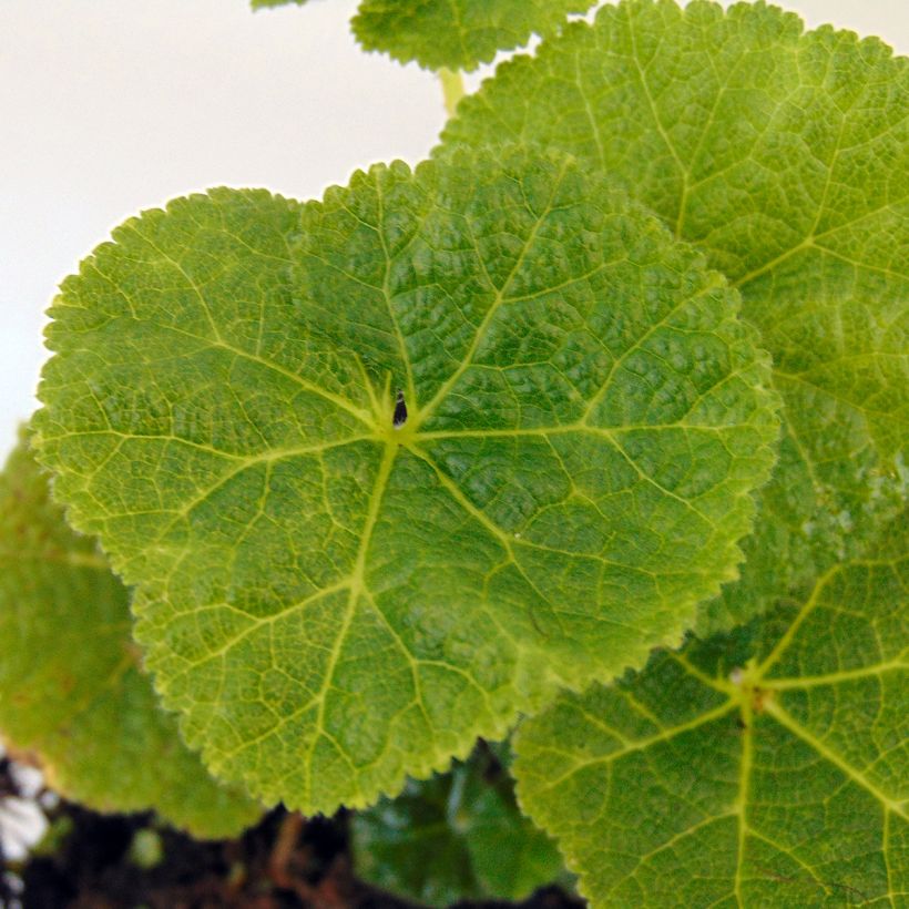 Alcea rosea 'Crème de Cassis' (Foliage)