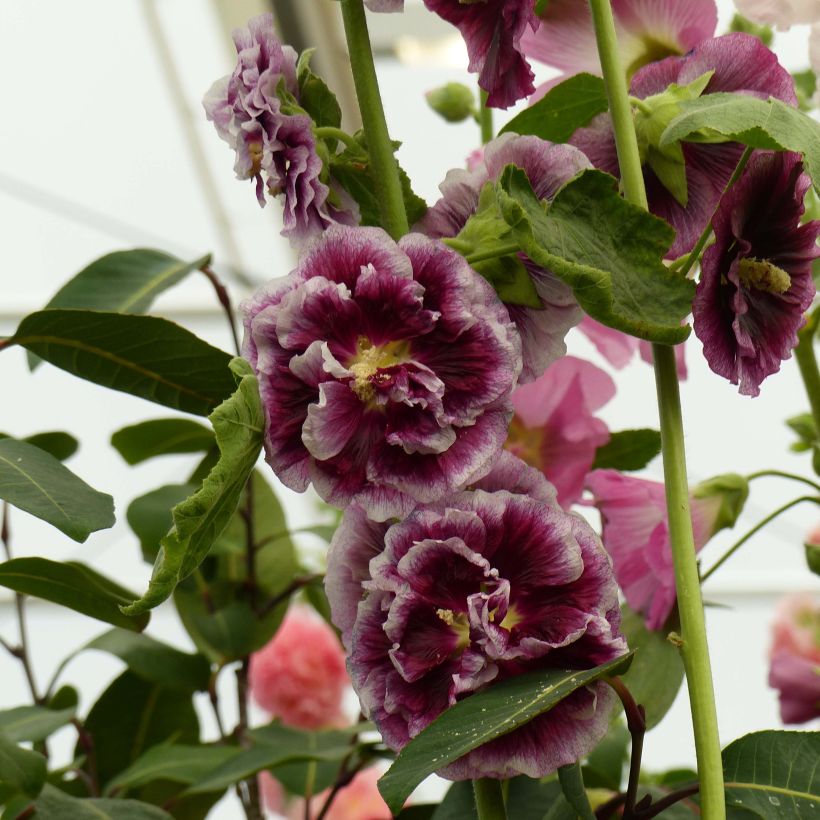 Alcea rosea 'Crème de Cassis' (Flowering)