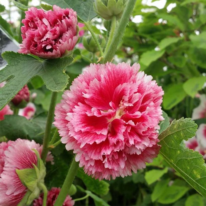 Alcea rosea Fiesta Time - Hollyhock (Flowering)