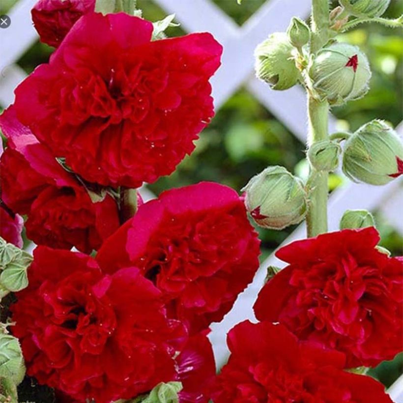 Alcea rosea Pleniflora Rouge - Hollyhock (Flowering)