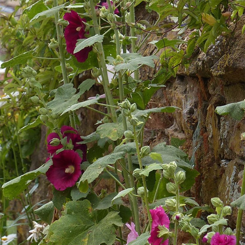 Alcea rosea 'Simplex' (Foliage)