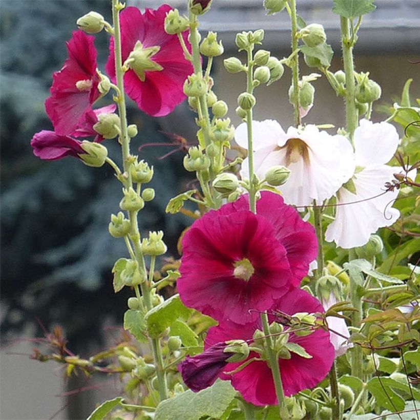 Alcea rosea 'Simplex' (Flowering)
