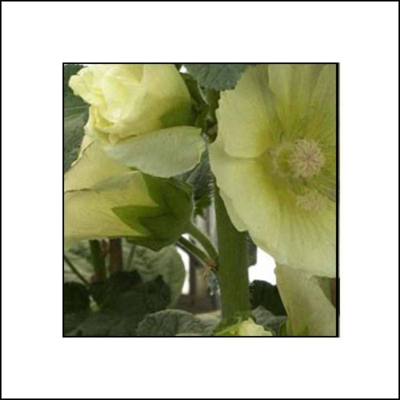 Alcea rosea Sunshine - Hollyhock (Flowering)