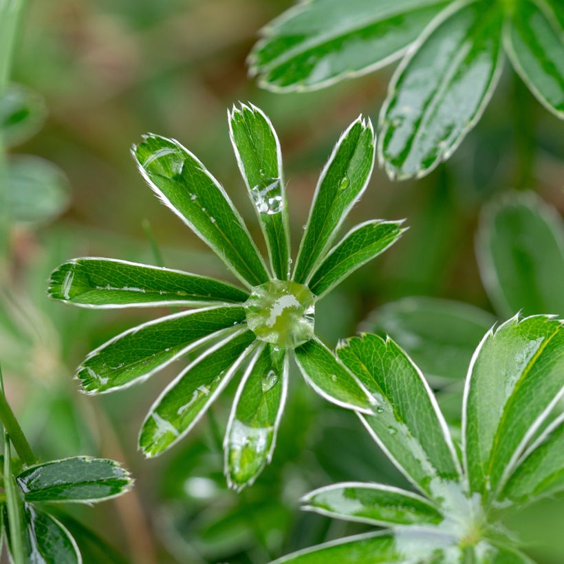 Alchemilla  alpina  (Foliage)