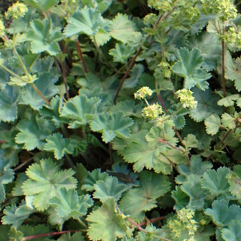 Alchemilla caucasica  (Foliage)