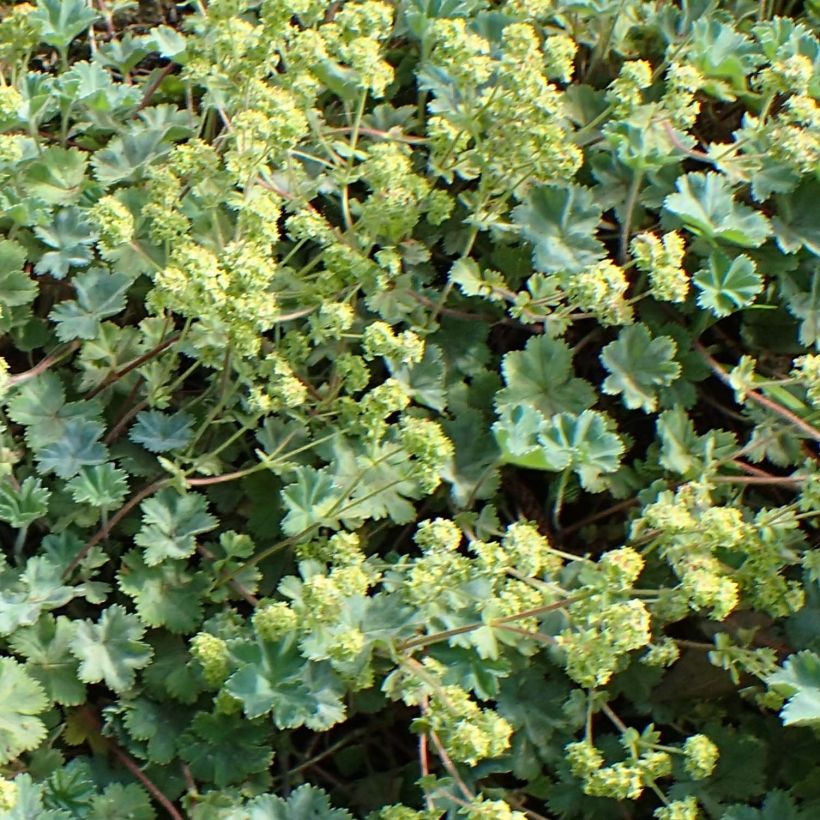 Alchemilla caucasica  (Flowering)