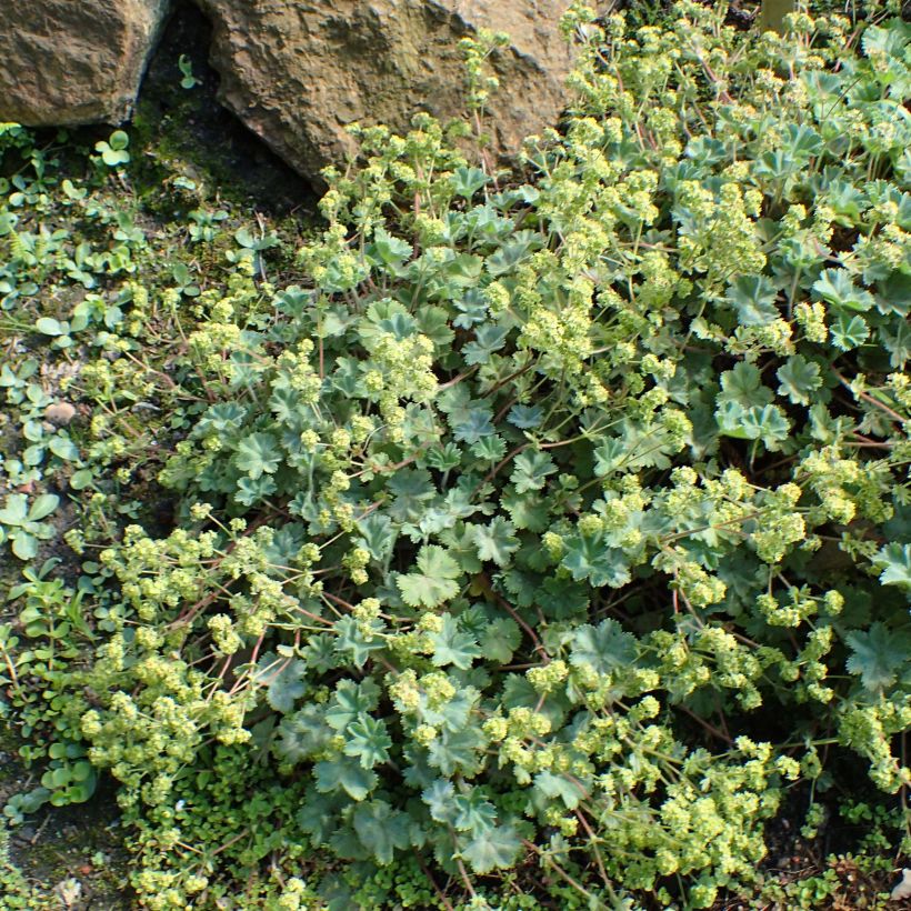 Alchemilla caucasica  (Plant habit)