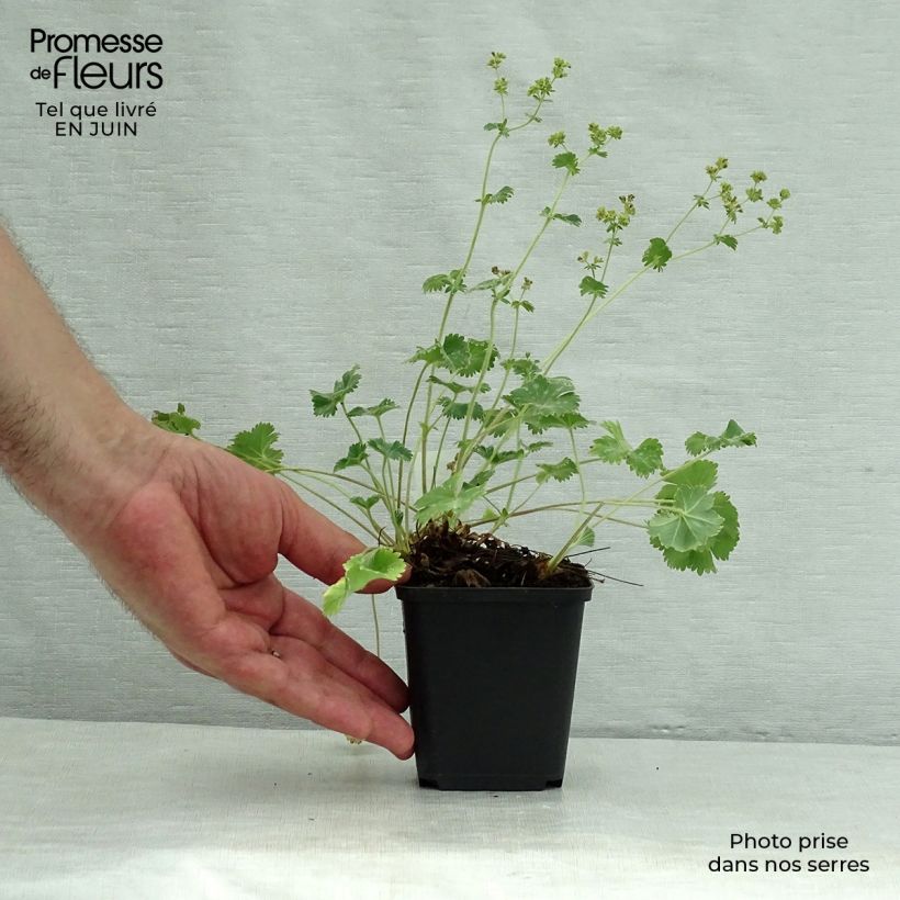 Alchemilla caucasica  8/9 cm pot sample as delivered in summer