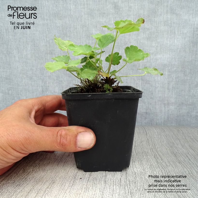 Alchemilla epipsila  8/9 cm pot sample as delivered in summer