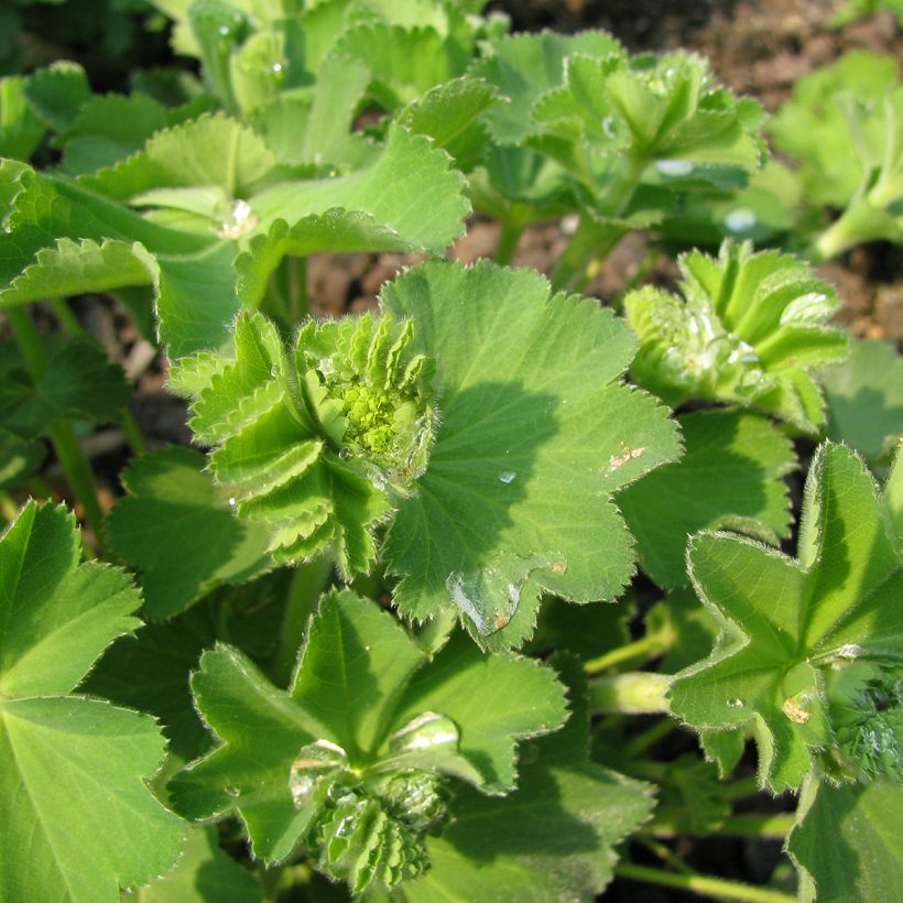 Alchemilla epipsila  (Foliage)