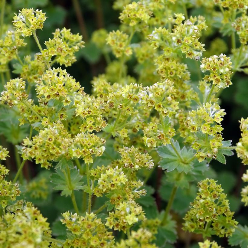 Alchemilla  erythropoda  (Flowering)