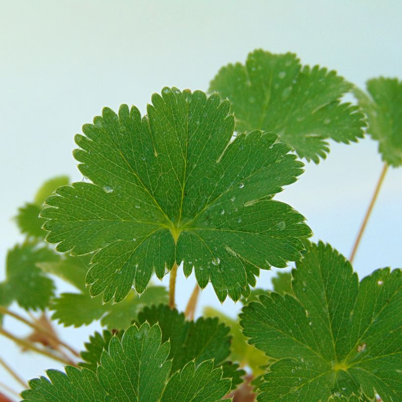 Alchemilla  erythropoda  (Foliage)