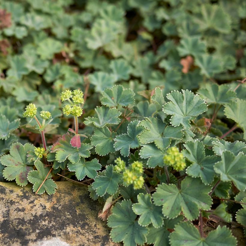 Alchemilla  erythropoda  (Plant habit)