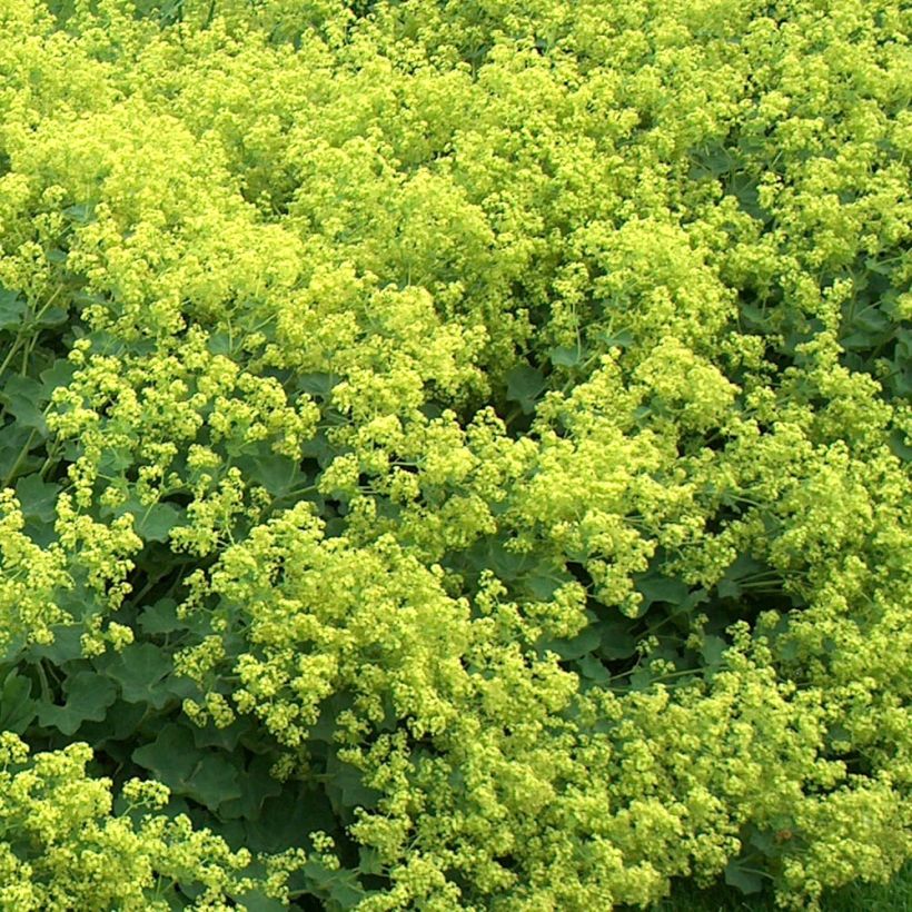 Alchemilla mollis Thriller (Flowering)