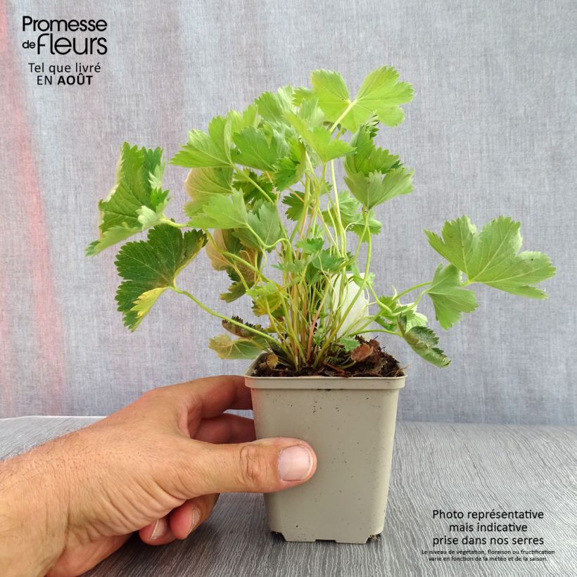 Alchemilla sericata Gold Strike 8/9 cm pot sample as delivered in summer