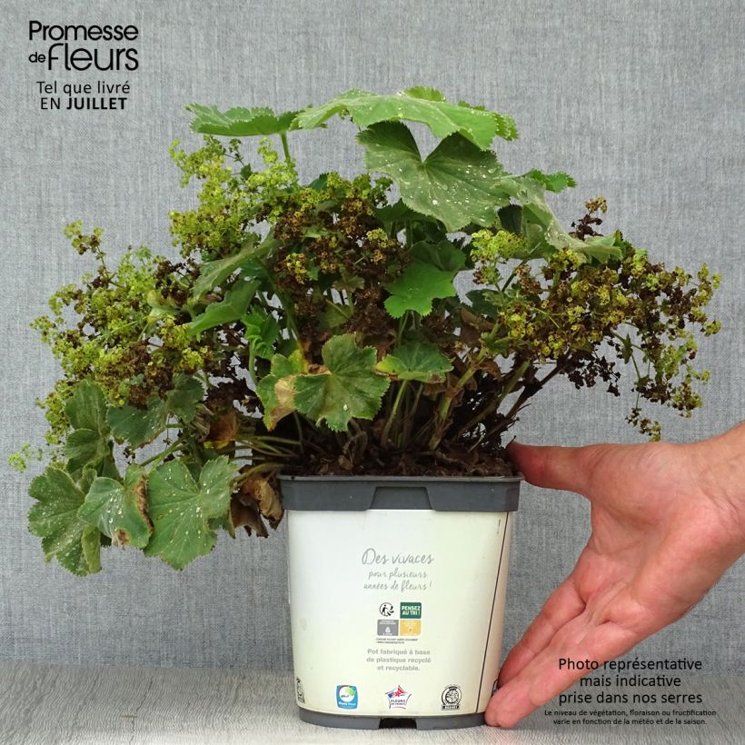 Alchemilla mollis Thriller 2L/3L pot sample as delivered in summer